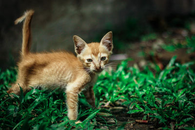 Portrait of kitten