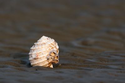 Close-up of sand on beach