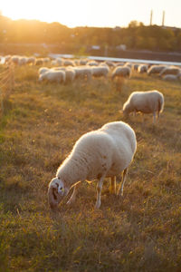 Sheep grazing in a field