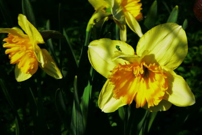 Close-up of yellow flowering plant