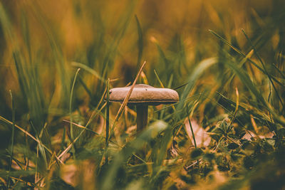 Single mushroom between grass and leaves at fall