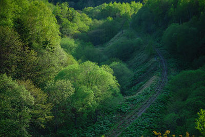 High angle view of road amidst trees in forest