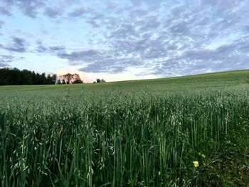 Scenic view of agricultural field against sky