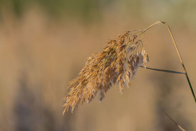 Close-up of plant