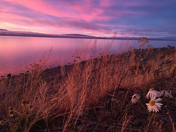 Scenic view of flowering plants on land against sky during sunset