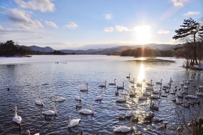 Birds in lake against sky