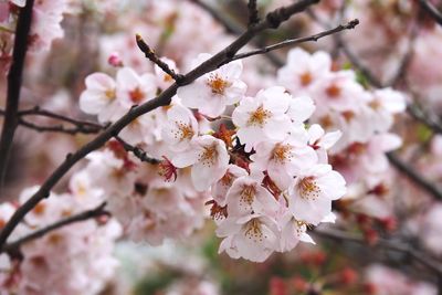 Close-up of cherry blossom