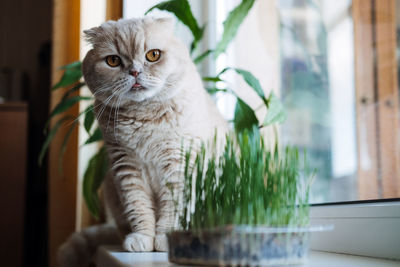 Cute scottish fold cat sitting near catnip or cat grass grown from barley, oat, wheat or rye seeds