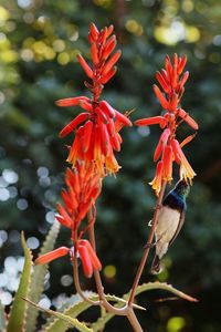 Close-up of red flowering plant