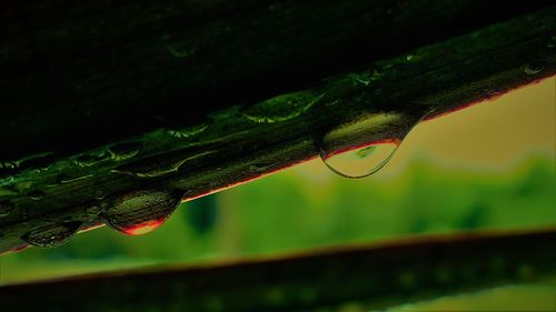 Close-up of wet plant