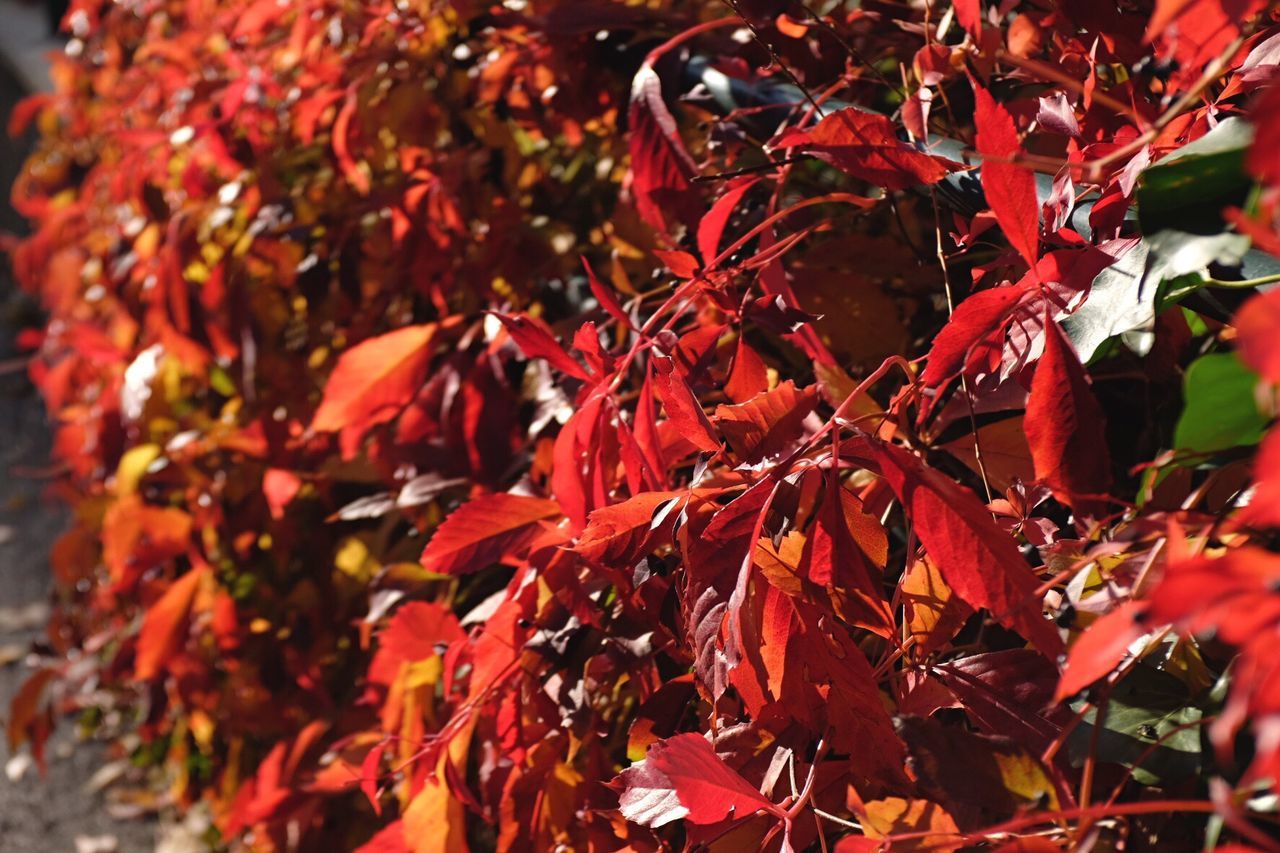 autumn, leaf, change, maple leaf, nature, red, maple tree, growth, beauty in nature, outdoors, orange color, day, maple, no people, tree, close-up, fragility