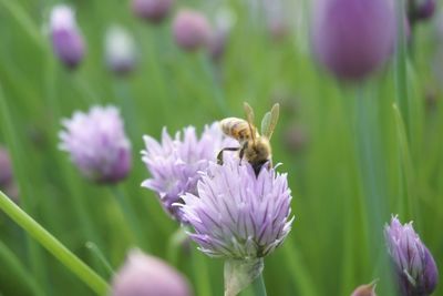 Close-up of bee pollinating on purple flower