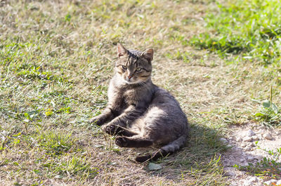 Cat basks in sun 