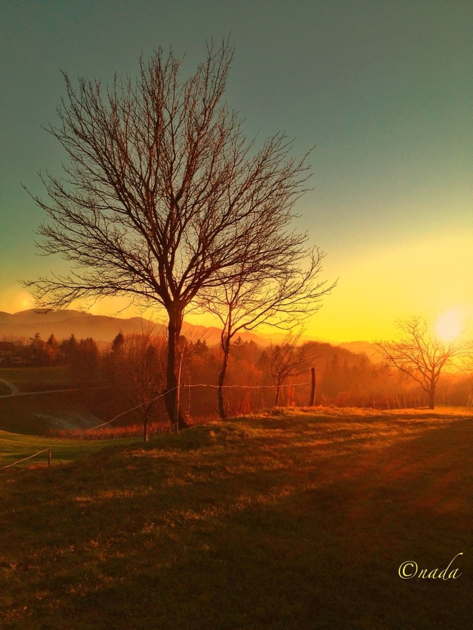 bare tree, sunset, tree, landscape, tranquil scene, tranquility, field, scenics, beauty in nature, silhouette, nature, sky, branch, grass, non-urban scene, orange color, idyllic, sun, clear sky, no people