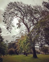 Trees on grassy field