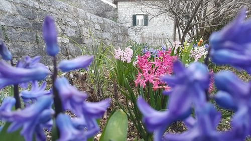 Close-up of purple flowers growing outdoors