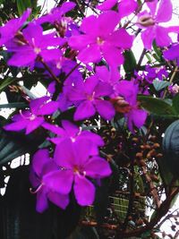 Close-up of pink flowers