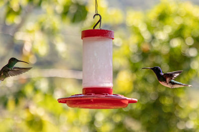 Close-up of bird flying