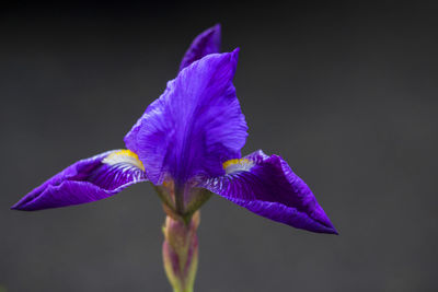 Close-up of purple flower