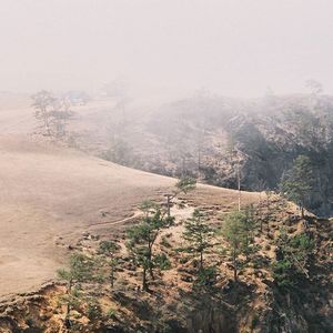 Trees in foggy weather