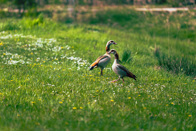 Bird in a field