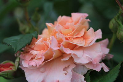 Close-up of pink roses