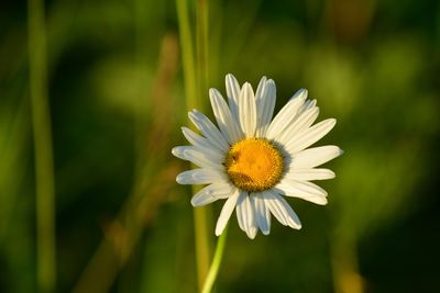Close-up of white daisy flower