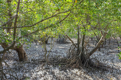 Trees in forest