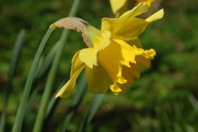 Close-up of yellow flowers blooming outdoors