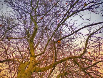 Low angle view of tree against sky during autumn