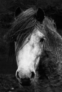 Close-up of horse on field