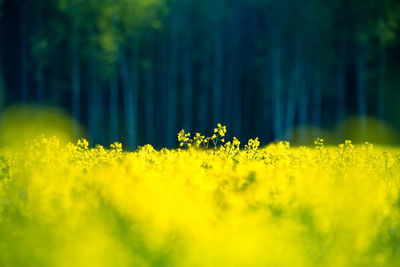 A beautiful yellow canola fields during springtime. blooming rapeseed fields in northern europe.