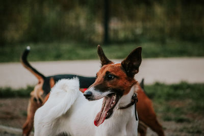 Dog looking away on field