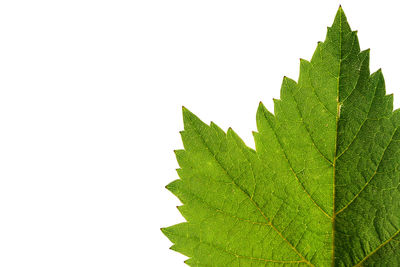 Close-up of plant leaves against white background