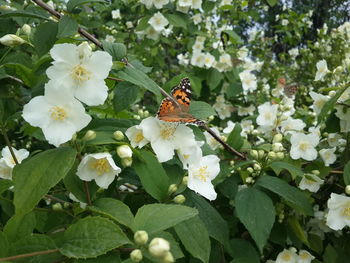 Butterfly on white flowering plant