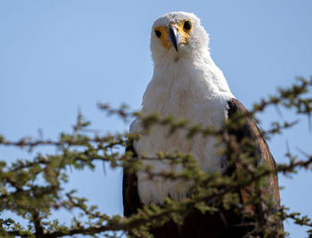 Close-up of bird