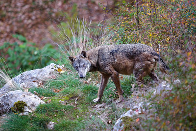 Coyote walking on rock formation by plants in forest