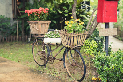 Potted plants on abandoned bicycle in garden