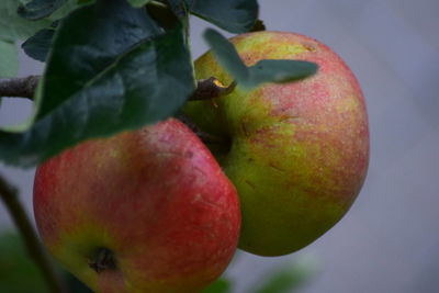 Close-up of cherries on tree