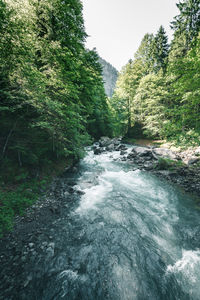 River flowing amidst trees in forest