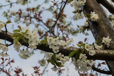 Low angle view of cherry blossom tree