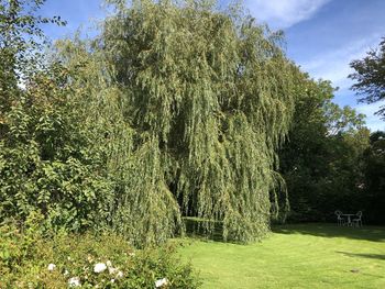 Trees growing on field against sky