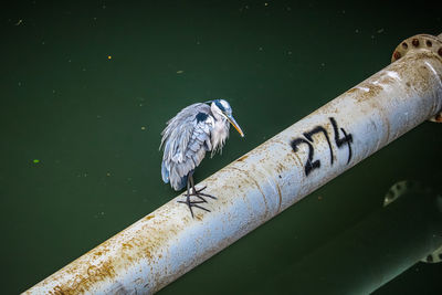 High angle view of bird perching on a canal