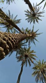 Low angle view of coconut palm tree against clear sky