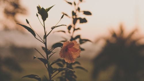 Close-up of flowering plant against sky