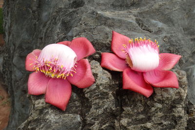 Close-up of pink flowers