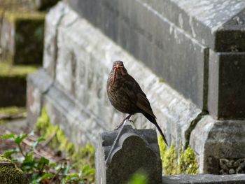 Bird perching on a stone wall