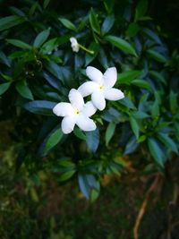 Close-up of white flowers blooming outdoors