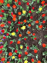 High angle view of flowering plants