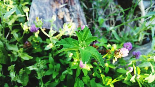 Close-up of plant growing outdoors